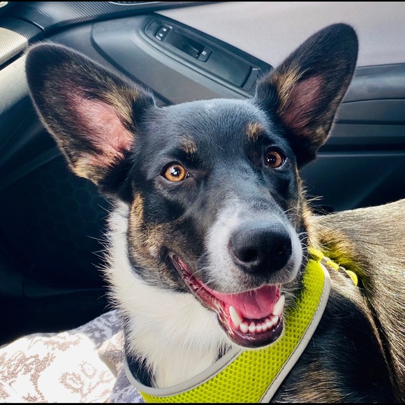 Meet your Posher, Jolene - Picture 1 of 1